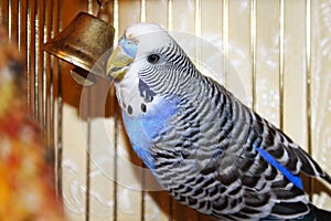 Young blue budgerigar is pecking a golden bell photo
