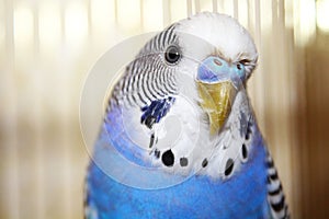 Young blue budgerigar portrait