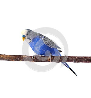 Young blue budgerigar on roost, isolated on white background