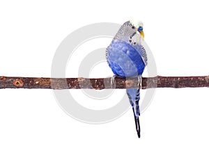 Young blue budgerigar on roost, isolated on white background