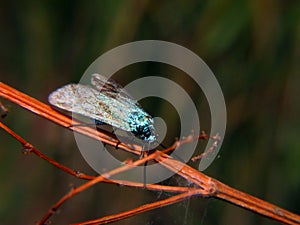 Young blue buterfly