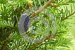 Young blue cone on a branch of Abies koreana or Korean fir in the garden.