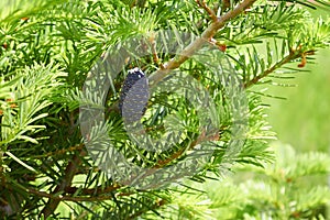 Young blue cone on a branch of Abies koreana or Korean fir in the garden.