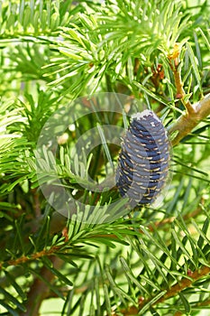 Young blue cone on a branch of Abies koreana or Korean fir in the garden.