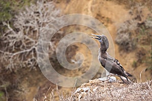 Young Blue-footed Booby on a cliff. Bird shed feathers, Isla de la Plata Plata Island, Ecuador