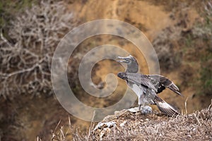 Young Blue-footed Booby on a cliff, Isla de la Plata Plata Island, Ecuador