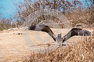 Young Blue-footed Booby with open wings. Bird shed feathers, Isla de la Plata Plata Island, Ecuador