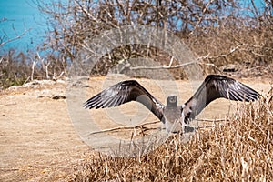 Young Blue-footed Booby with open wings. Bird shed feathers, Isla de la Plata Plata Island, Ecuador