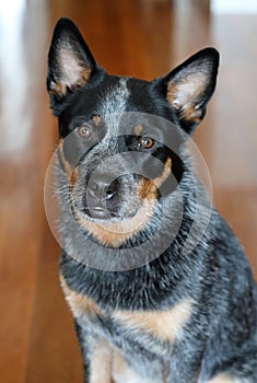 Young Blue Heeler pup