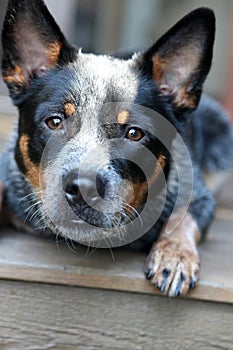 Young Blue Heeler pup