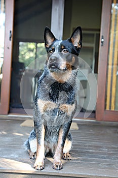 Young Blue Heeler pup