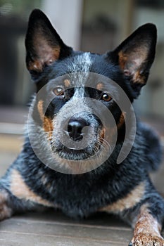 Young Blue Heeler pup