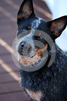 Young Blue Heeler pup