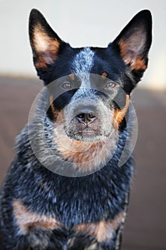 Young Blue Heeler pup