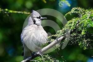 Young Blue Jay All Puffed Up
