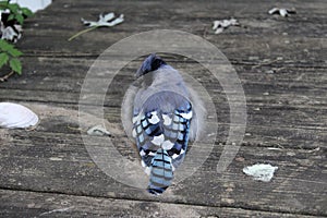 Young blue jay on deck