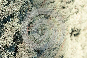 Young blue juniper tree branches and needles at shallow focus