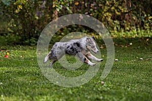 Young blue marmor sheltie puppy running around in garden
