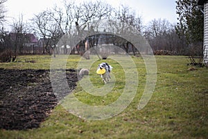 Young blue Merle Shetland Sheepdog sheltie puppy running around with yellow flying disc