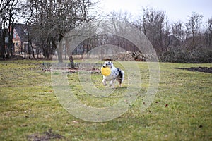 Young blue Merle Shetland Sheepdog sheltie puppy running around with yellow flying disc