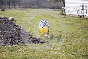 Young blue Merle Shetland Sheepdog sheltie puppy running around with yellow flying disc