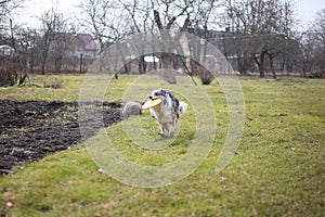 Young blue Merle Shetland Sheepdog sheltie puppy running around with yellow flying disc