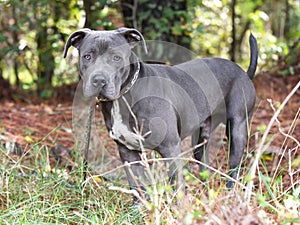 Young Blue nose Pitbull Terrier dog outside on leash