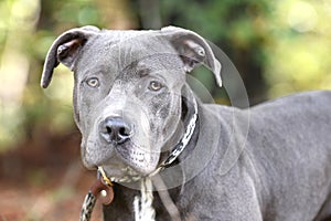 Young Blue nose Pitbull Terrier dog outside on leash