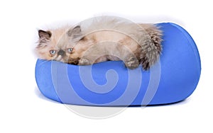Young Blue Point Himalayan Persian kitten