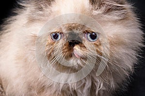 Young Blue Point Himalayan Persian kitten