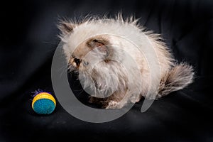 Young Blue Point Himalayan Persian kitten