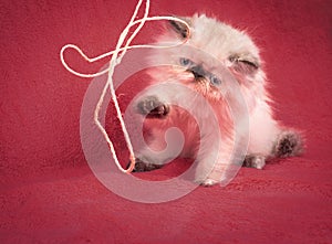 Young Blue Point Himalayan Persian kitten