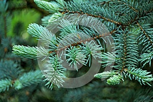 Young Blue Spruce Picea pungens Hoopsii fresh spring growth - soft blue needles. Selective focus