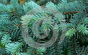 Young Blue Spruce Picea pungens Hoopsii fresh spring growth - soft blue needles. Selective focus. Nature concept