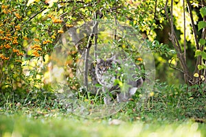 Cat on the prowl hiding in bushes