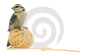 Young Blue Tit, Cyanistes caeruleus photo