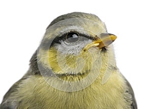 Young Blue Tit, Cyanistes caeruleus, 23 days old photo