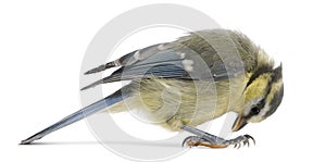 Young Blue Tit, Cyanistes caeruleus, looking down