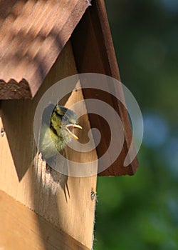 Young blue tit, parus caeruleus, hole in nest box