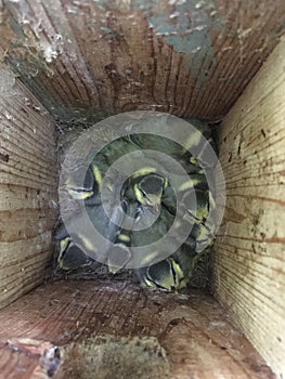 Young blue tits in the nest box photo