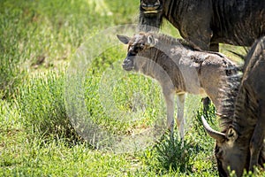 Young Blue wildebeest calf in between the herd.