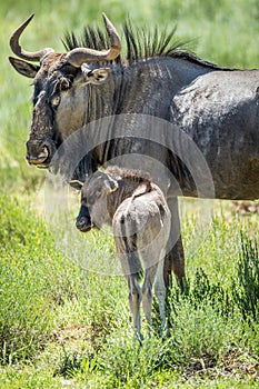 Young Blue wildebeest calf in between the herd.