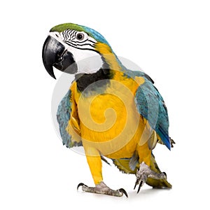 Young Blue-and-yellow Macaw photo