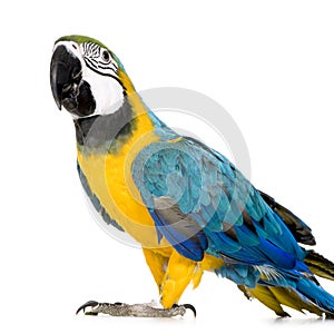 Young Blue-and-yellow Macaw photo