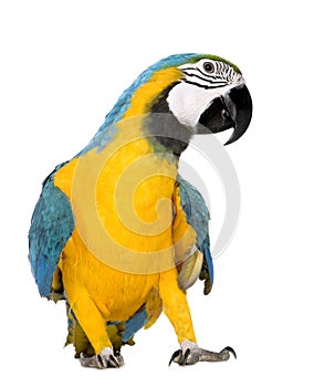 Young Blue-and-yellow Macaw - Ara ararauna (8 mont