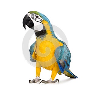 Young Blue-and-yellow Macaw - Ara ararauna (8 months)