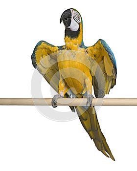 Young Blue-and-yellow Macaw perching