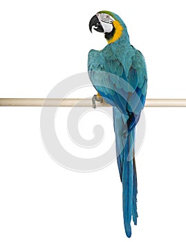 Young Blue-and-yellow Macaw perching photo