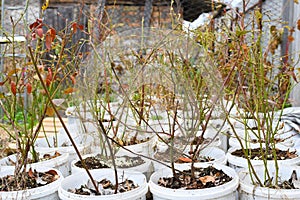 Young blueberry bushes stand in white buckets, preparing for planting in the ground