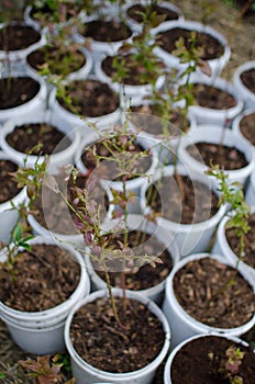 Young blueberry bushes stand in white buckets, preparing for planting in the ground.